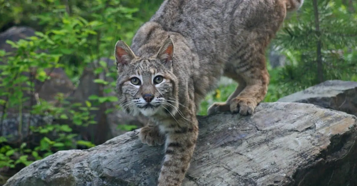 Bobcats in Florida: How Many Are There and Where Do They Live?