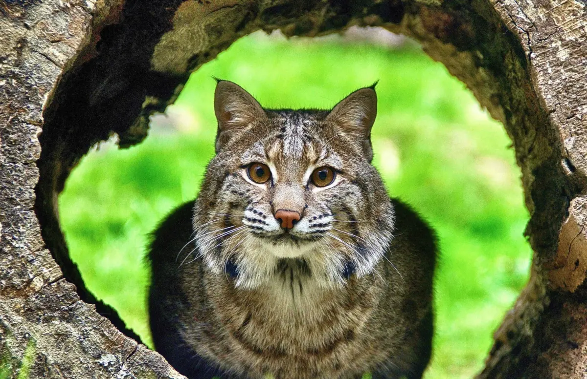 Bob's Nature Note: Bobcats
